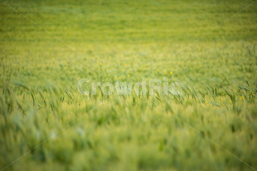 청보리,청보리밭,보리,풍경,landscape,고창청보리밭,봄
