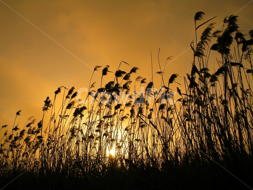 갈대,아침,일출,갈색,갈대밭,세피아,분위기,감성,feeling,emotional,sunrise,느낌태양,햇빛,해,하늘,마른잎,겨울풍경,시즌,계절,강변,강가에서,바람,떠오르다,자연,풍경,nature,landscape,식물,plants,실루엣,그림자,silhouette,shadow,grass,잔디,plant,lawn,reed
