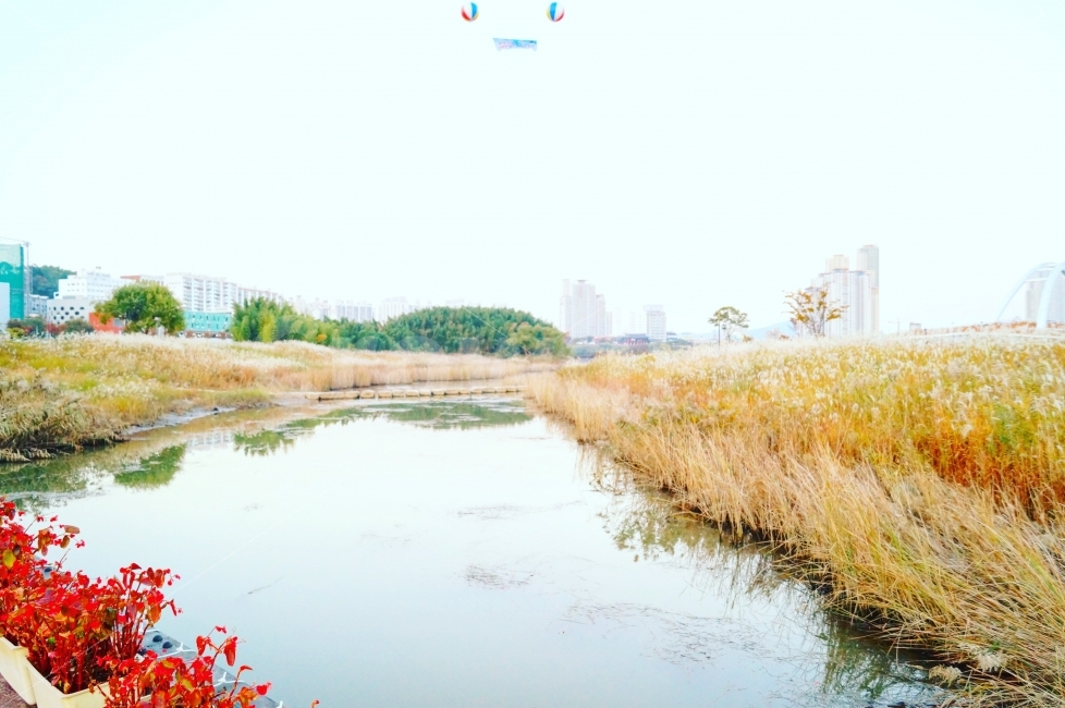 울산,태화강,태화강변,십리대밭,십리대밭길,강,갈대,하늘,도시,풍경,city,landscape,nature,자연,land,땅,outdoors,옥외,water,물,grass,잔디,plant,식물