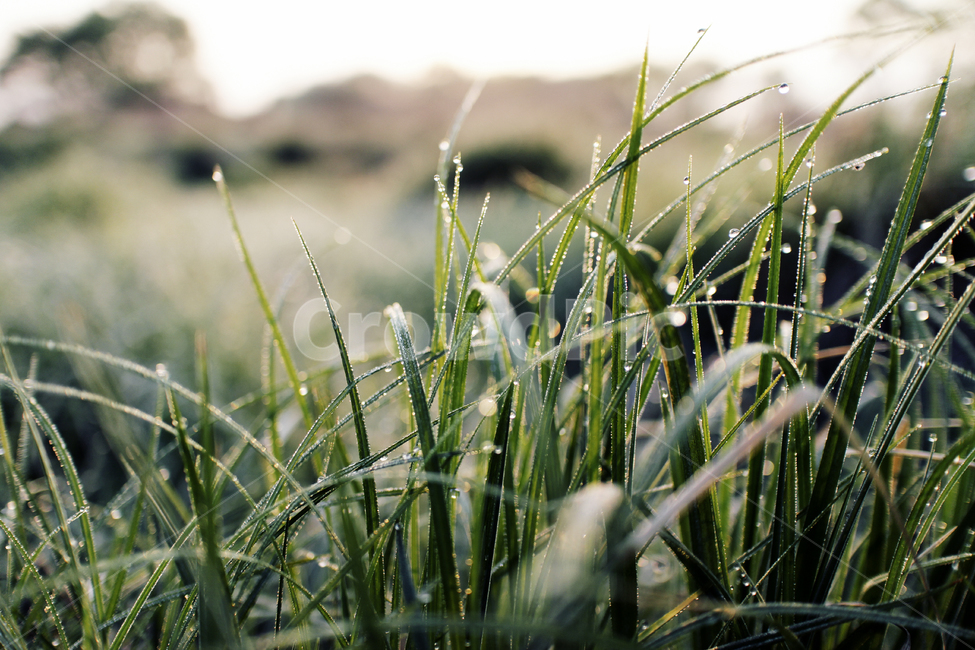 outdoors,nature,plant,grass,이슬