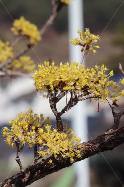 나무,꽃,산수유,봄,노란색,식물,자연,plants,nature,꽃,flower