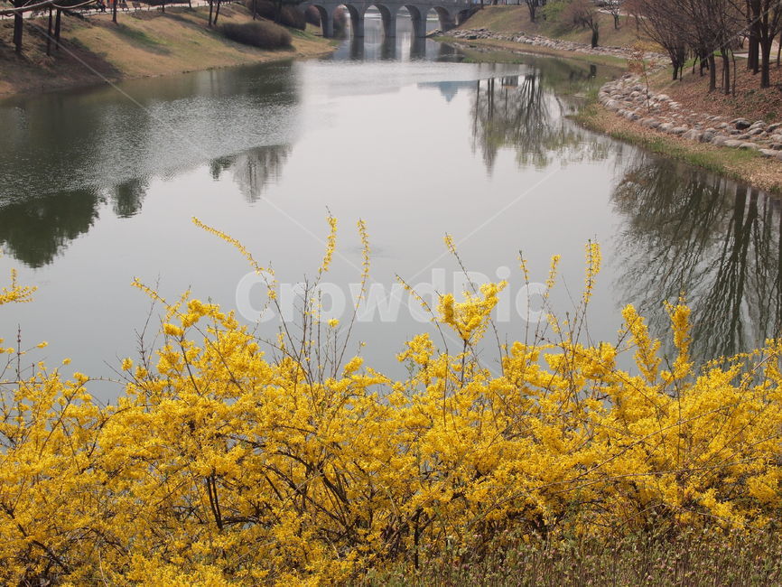 봄,꽃,한국적인,자연,식물,spring,season,plants,nature,색감,색채,봄꽃,개나리,개나리꽃,호수,lake
