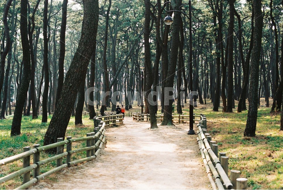 공원,밴치,산책,숲길,나무,산림욕,자연,풍경,nature,landscape,휴식,힐링,rest,relaxation,healing,tree,plant,식물,tree trunk,나무 줄기