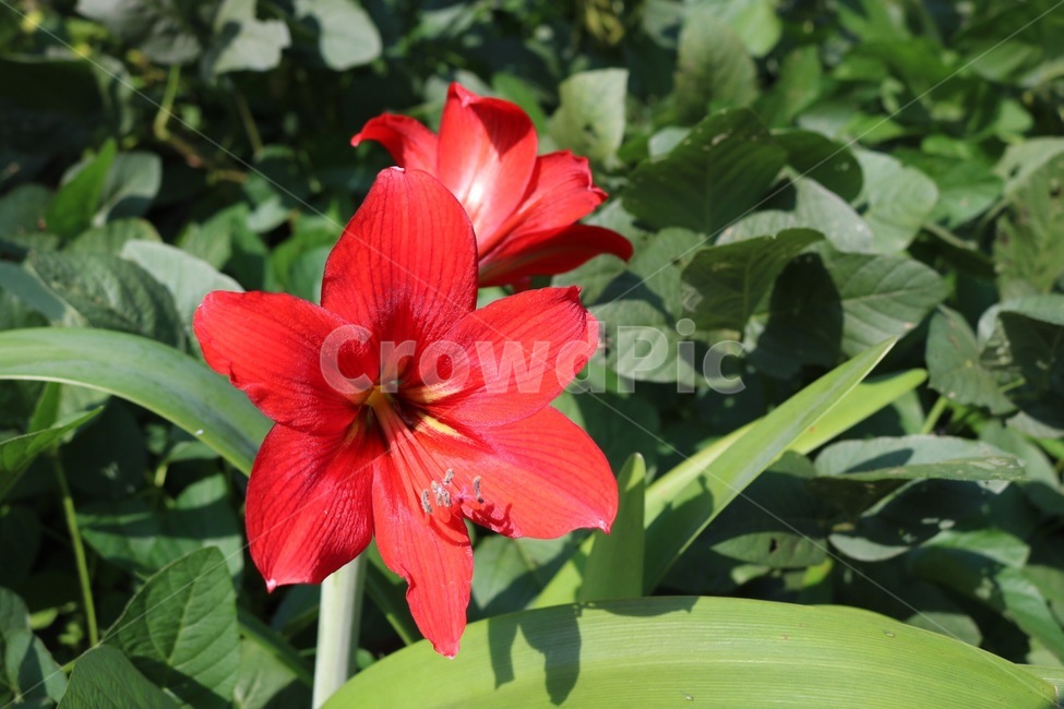 꽃,식물,자연,빨강,초록,햇빛,그림자,flower,hana,plants,shokubutsu,nature,red,aka,green,midori,sunlight,hizashi,shadow,kage,식물,자연,plants,nature,꽃,flower