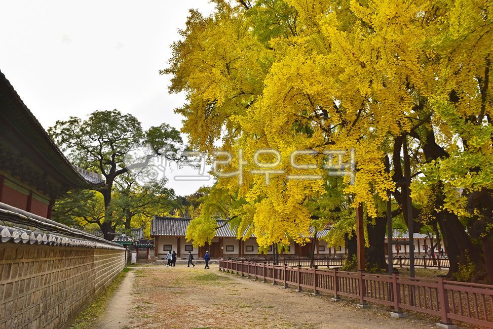 성균관,교육,교육기관,유학,관아,고려시대,조선시대,전통건축물,기와집,한국전통,역사,히스토리,history,education,건축양식,traditional,건물,건축물,옥외,가을,은행나무,building,architecture,나무,고목나무