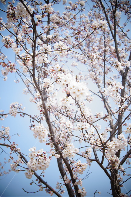 봄,꽃,벚꽃,하늘,필름카메라,필터,분위기,봄,계절,spring,season,식물,자연,plants,nature,꽃,flower,plant,blossom