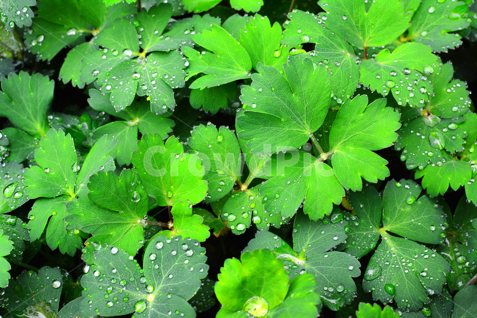 채소,야채,쌈채소,음식,식재료,food,green,fresh,신선한,싱싱한,plant,건강식품,푸성귀,건강식,vegetable,상추,채소밭,어린,섬유질,다이어트,방풍나물,이슬,물방울,식물,자연,plants,nature,음식,식재료,요리,food,cook,meal,dishes,food reserves,채소,야채,vegetables