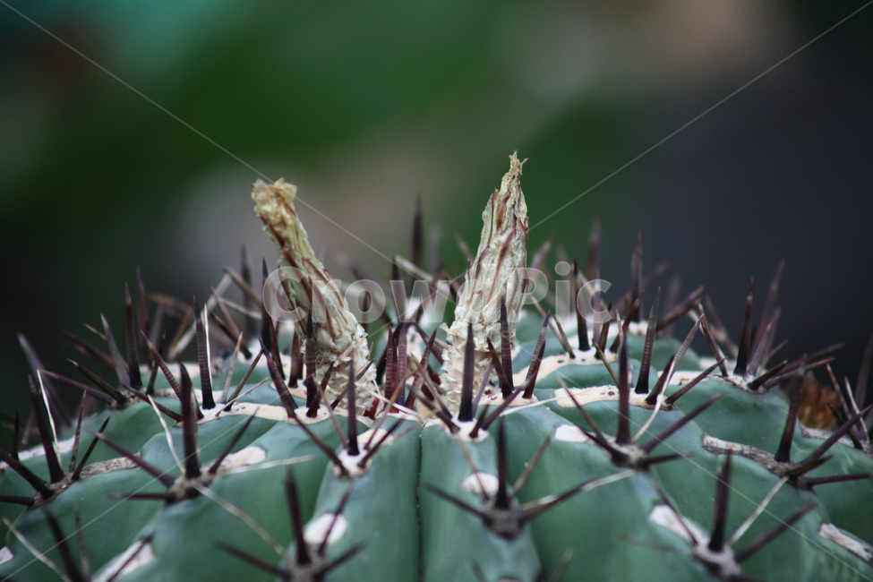 거취옥선인장,선인장,꽃,온실,ferocactus,식물,자연,plants,nature