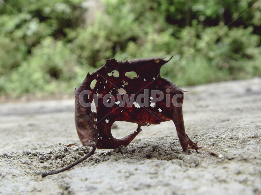 nature,deciduous,brown,ground,floor,death,자연,낙엽,갈색,땅,바닥,죽음