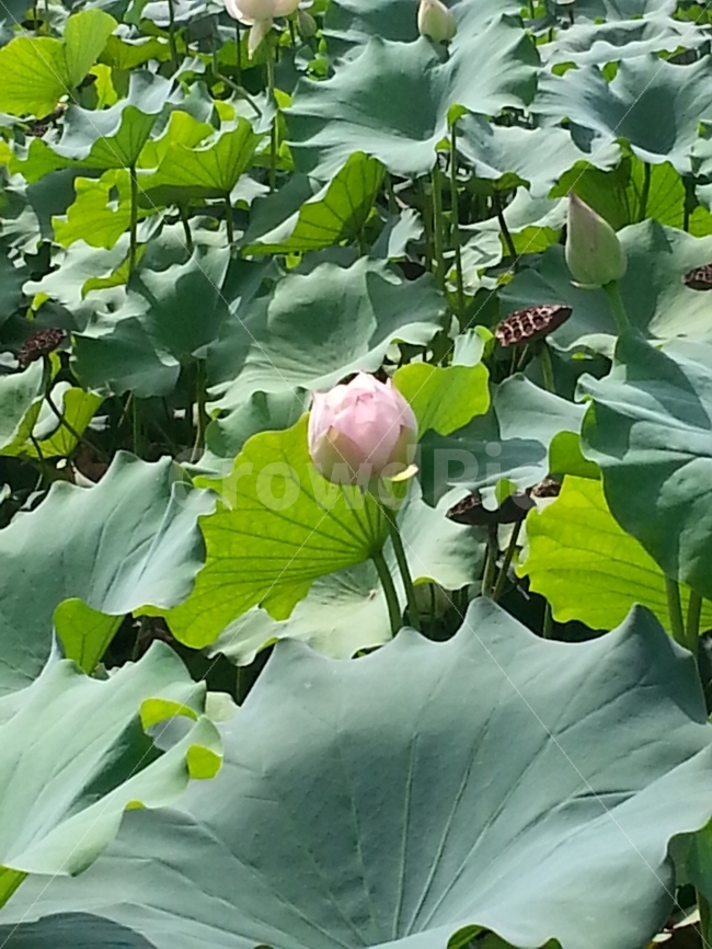 세미원,여름,꽃,연꽃,연잎,식물,자연,plants,nature,꽃,flower