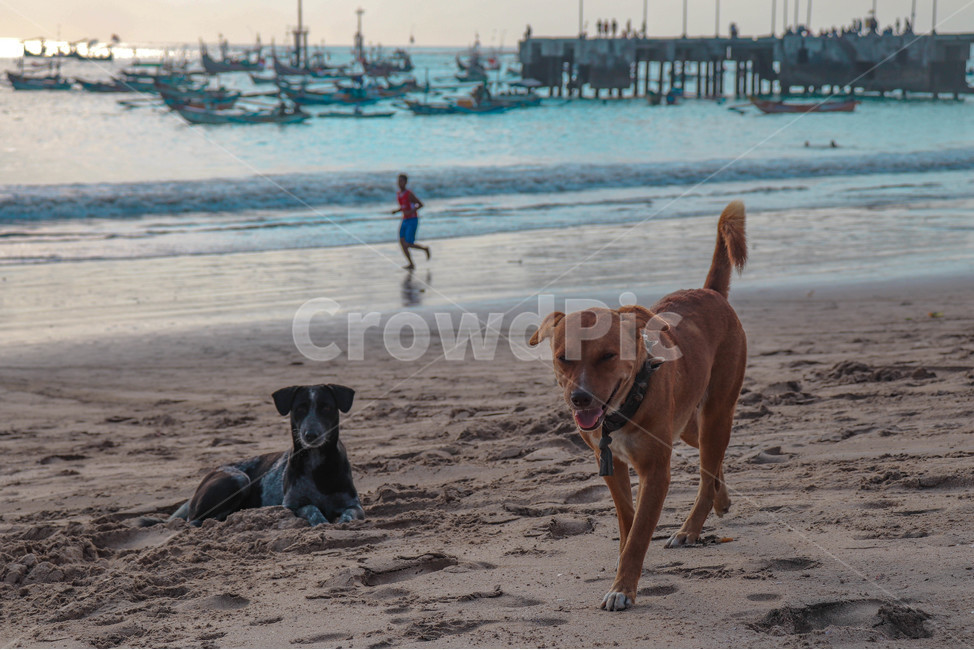 발리,해변,동물,강아지,개,바다,파도,배,자연,풍경,nature,landscape,해변,바다,beach,sea,동물,animal,포유류,mammal,개,강아지,dog,doggy,산업,industry,industrial,어업,fishery,fishing industry,water,물,outdoors,옥외,ocean,대양,shoreline,해안선