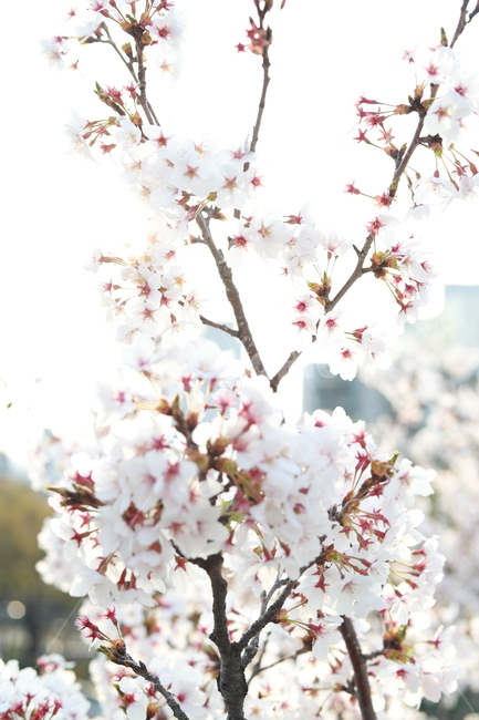 봄,벚꽃,꽃,흰꽃,사쿠라,4월