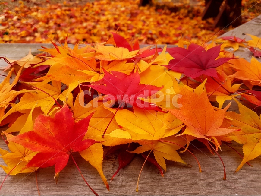 단풍,가을,풍경,빨강,맑음,자연,가을,계절,fall,autumn,season,식물,자연,plants,nature,leaf,잎,plant,tree,나무,maple