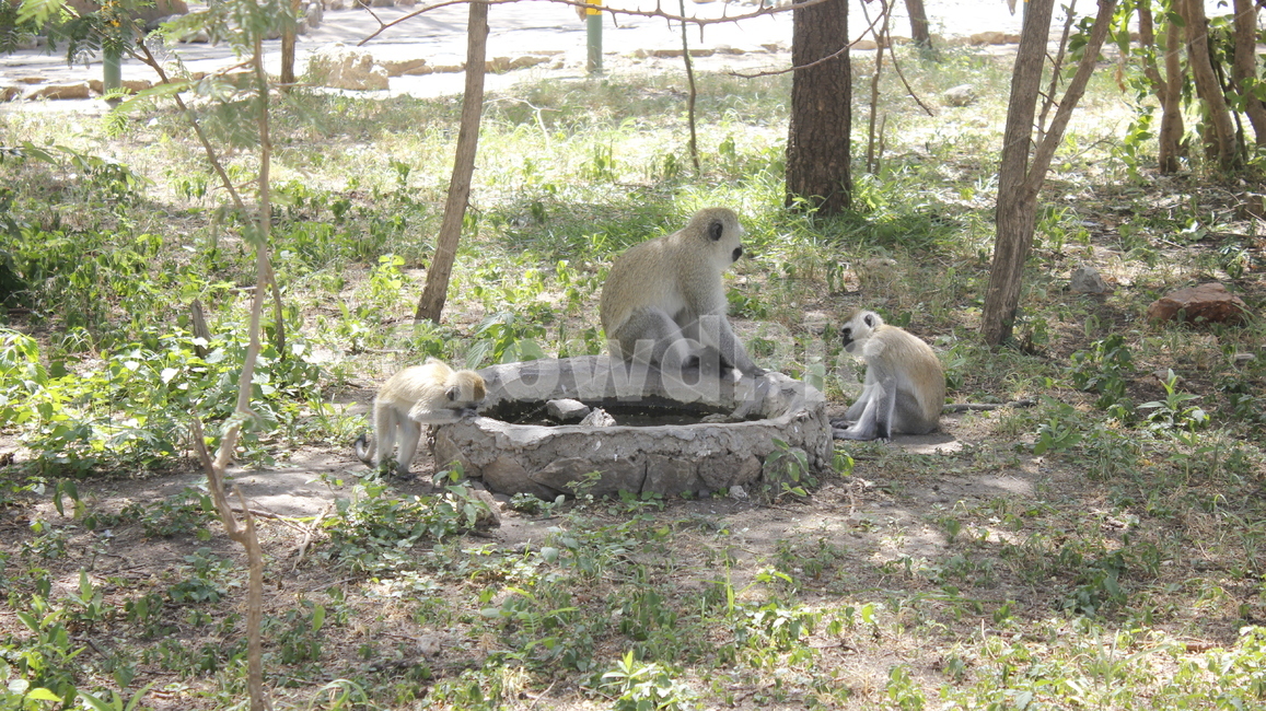 animal,동물,포유류,원숭이,monkey,야생동물,아프리카,원숭이가족,가족,포유류,mammal