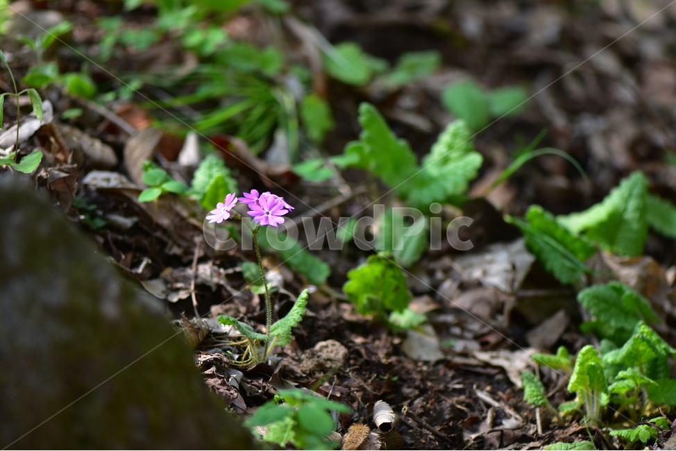 앵초,야생화,꽃,생태,식물,자연,산꽃,봄,감성,힐링,플라워,계절,시즌,wild,Flower,plants,nature,spring,season,식물,자연,plants,nature,꽃,flower