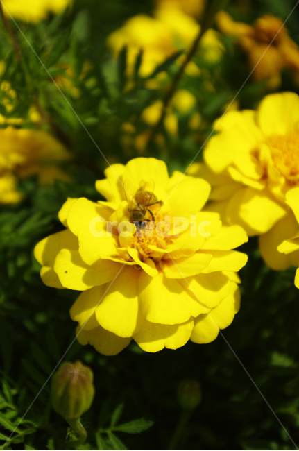 꽃,식물,flower,color,벌,식물,자연,plants,nature,꽃,flower