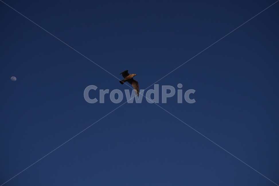 자연,새,동물,bird,animal,하늘,야생