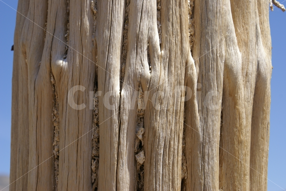 선인장,죽음,가뭄,갈증,흔적,식물,자연,plants,nature