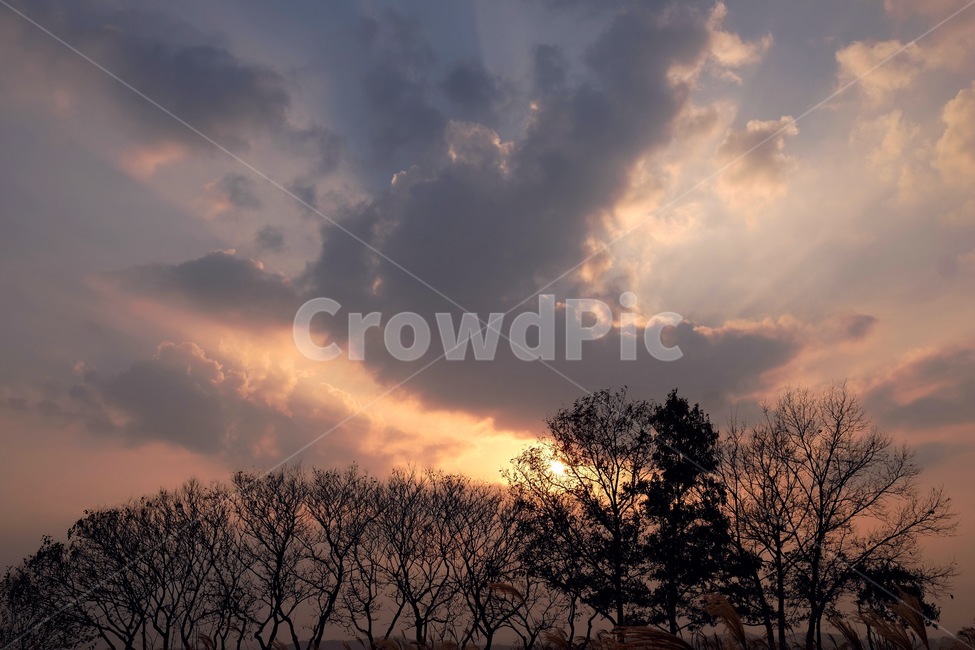 하늘,석양,갈대,노을,나무,자연,풍경,nature,landscape,outdoors,옥외,weather,날씨,sky