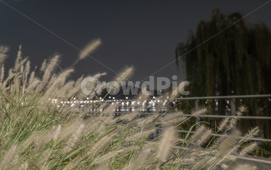 grass,plant,식물,lawn,잔디,강아지풀,한강,자연,식물,자연,plants,nature