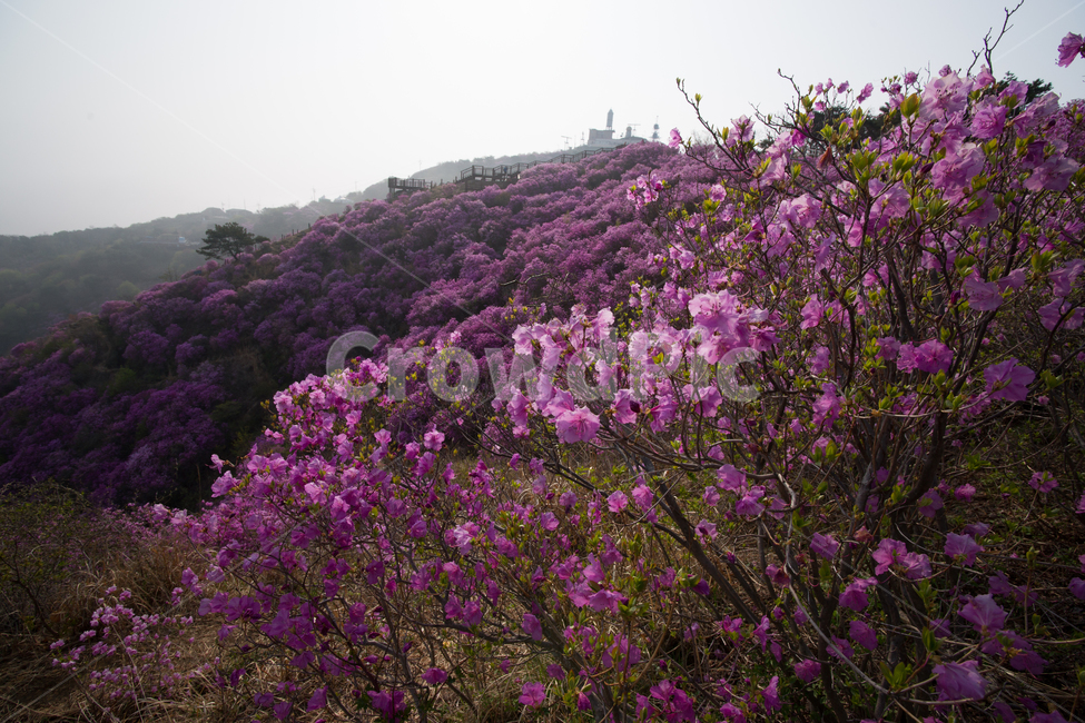 꽃,만개,개화,진달래,배경,바탕,배경이미지,고려산,진달래꽃,고려산정취,4월의고려산,진달래축제