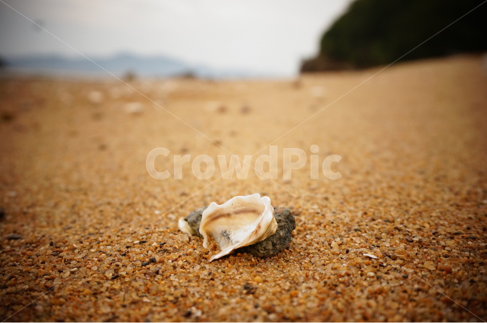 서해,서해바다,바다,소라,소라껍데기,백사장,갯벌,해변,바다,beach,sea