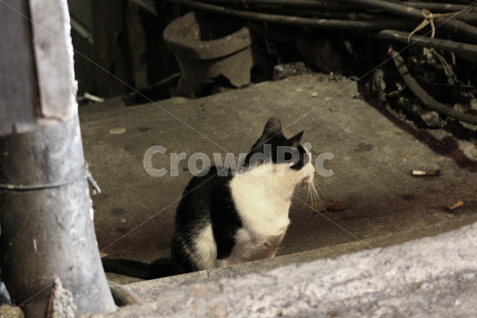 고양이,골목길,cat,동물,길고양이,외로운