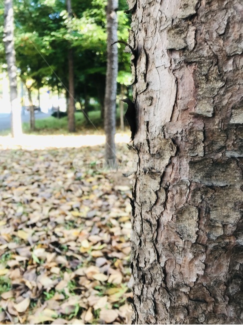 나무,식물,가을,감성,나무줄기,식물,자연,plants,nature,나무,trees,wood