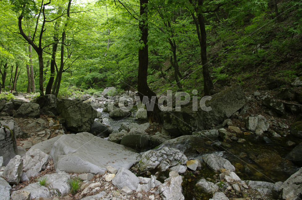 계곡,산,숲,나무,바위,돌,물,자연,풍경,nature,landscape,rubble,파편,water,outdoors,옥외