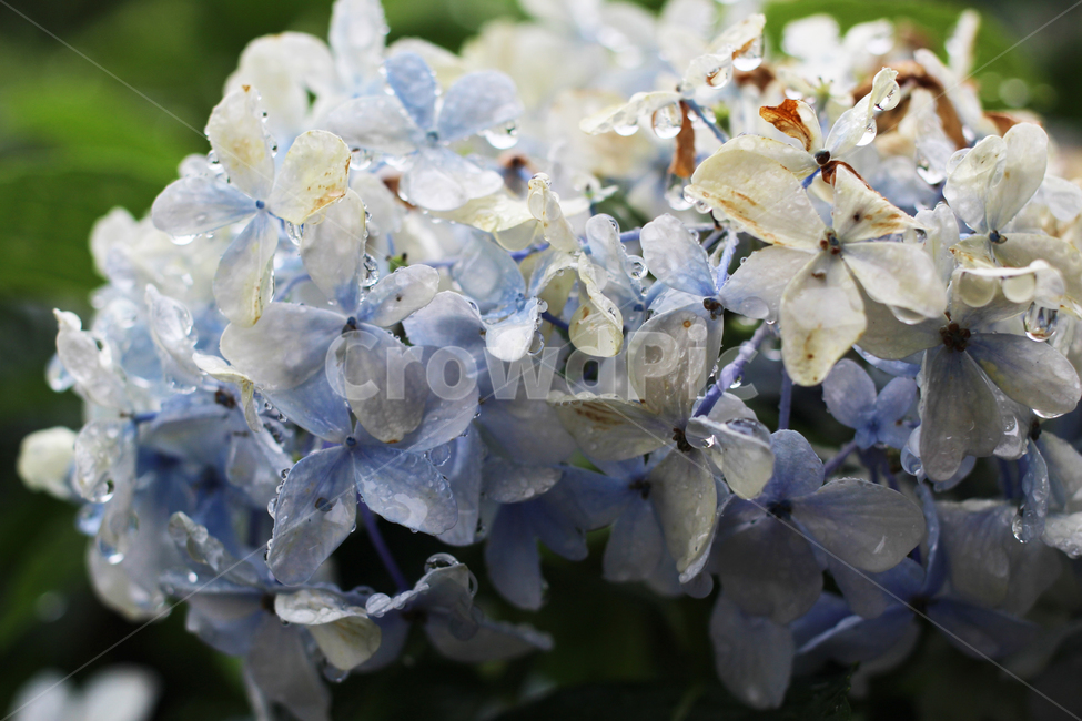 수국,파란색,꽃,flower,plant,식물,geranium,제라늄,blossom,식물,자연,plants,nature,꽃,flower