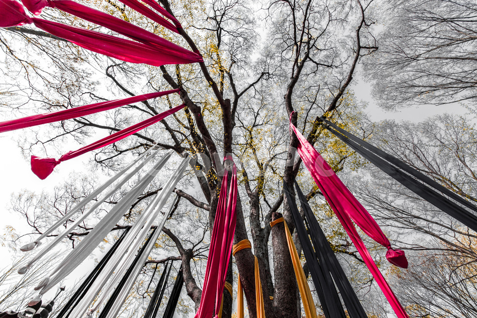 문화,전통,패턴,선,면,사당,염원,느티나무,기원,식물,자연,plants,nature,나무,trees,wood,종교,신앙,religion,belief,faith