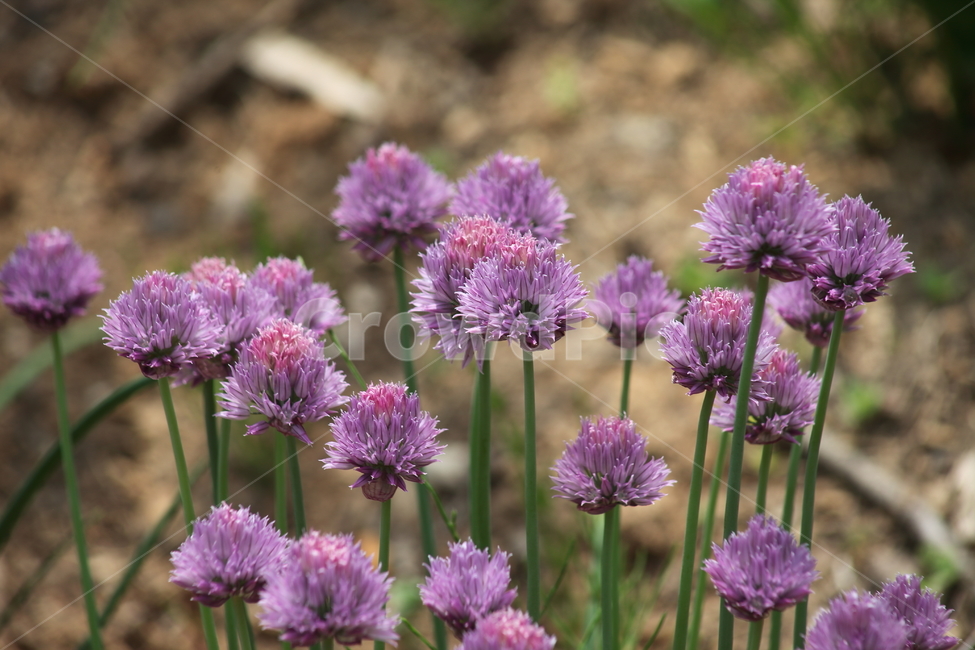 차이브,골파,중국파,식용식물,chive