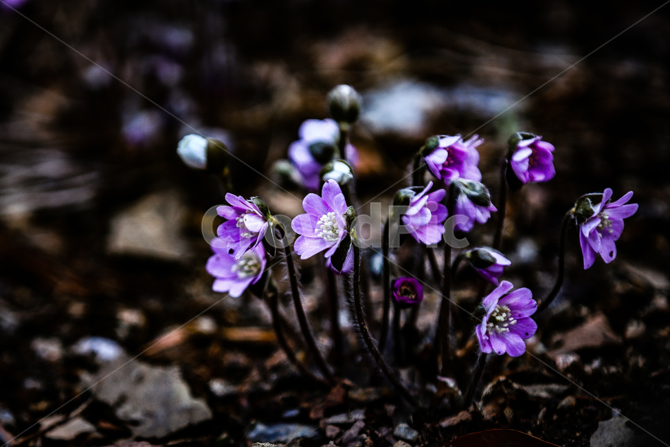 봄,꽃,들판,청노루귀,힐링,산책,공원,수목원,식물,자연,plants,nature,꽃,flower