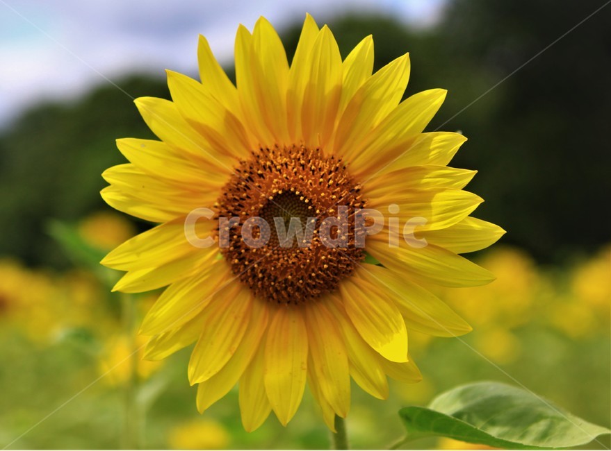 해바라기,꽃,자연,flower,식물,노랑꽃,식물,자연,plants,nature,꽃,flower