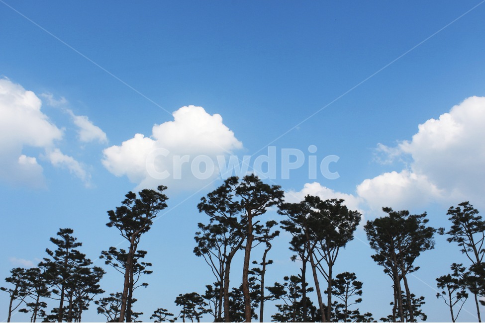 나무,수목원,메타세콰이어,하늘,구름,자연,풍경,nature,landscape,outdoors,옥외,sky,cloud,weather,날씨,cumulus,적운