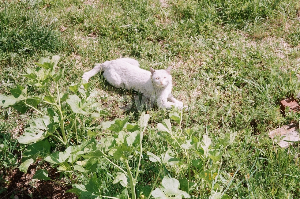 고양이,길고양이,흰고양이,길냥이,하얀고양이,동물,animal,포유류,mammal,고양이,cat,kitten,kitty