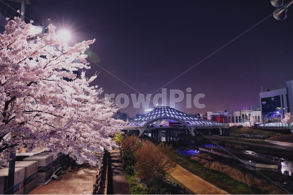대전,봄,벚꽃,목척교,야경,밤마실,봄,계절,spring,season,야경,밤,풍경,nightscape,night,landscape,도시,city,한국도시풍경,한국도시경관,korea cityscape,감성,sensible,feeling,plant,식물,flower,꽃,blossom