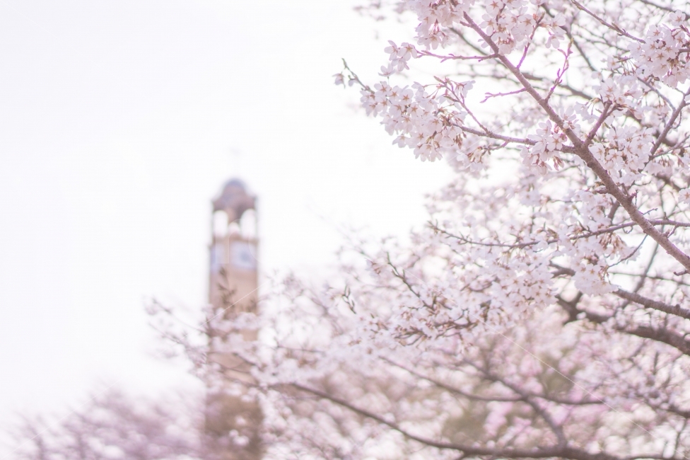 벚꽃,꽃,평택대,축제,감성,영화,아련함,평택대랜드마크,봄,봄,계절,spring,season,식물,자연,plants,nature,꽃,flower,감성,sensible,feeling,architecture,건축물,building,건물,plant,tower,탑