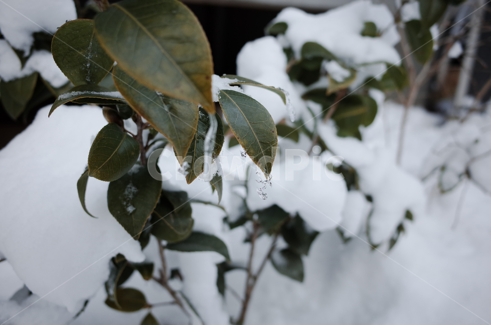 겨울,winter,눈,첫눈,snow,낙엽,나뭇잎,나무,얼음,ice,frozen,겨울,계절,winter,season
