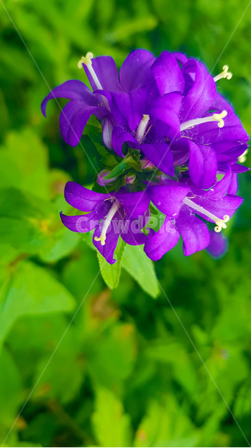 꽃,자연,생물,butterfly,green,식물,풀,보라색꽃,여름,summer,plants