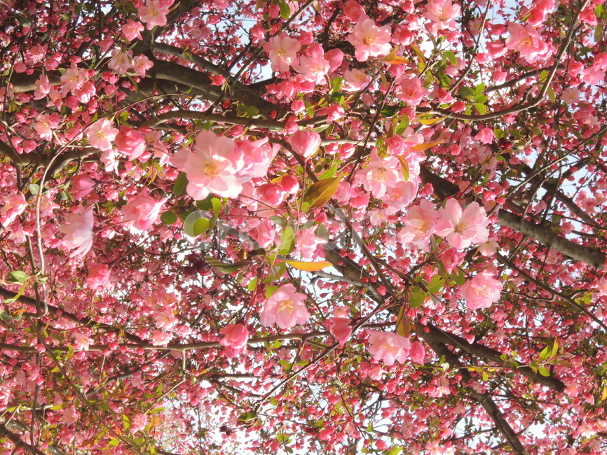 봄,벚꽃,꽃잎,겹벚꽃,핑크,계절,나뭇가지,하늘,자연,park,spring,cherryblossom,season,branch,bloom,nature,tree,flower,floral,outdoor,petal,blossom,sakura,pink,봄,계절,spring,season,식물,자연,plants,nature,꽃,flower,plant,cherry blossom