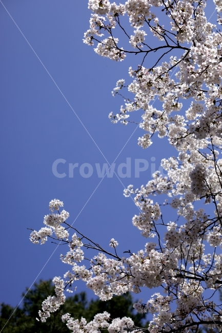벚꽃,꽃,파란하늘,봄,감성,봄,계절,spring,season,식물,자연,plants,nature,꽃,flower,plant,blossom