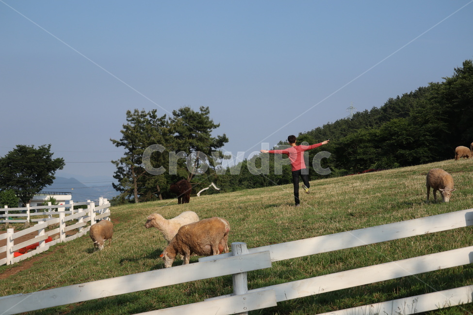 목장,양,자유,주말,동심,자연