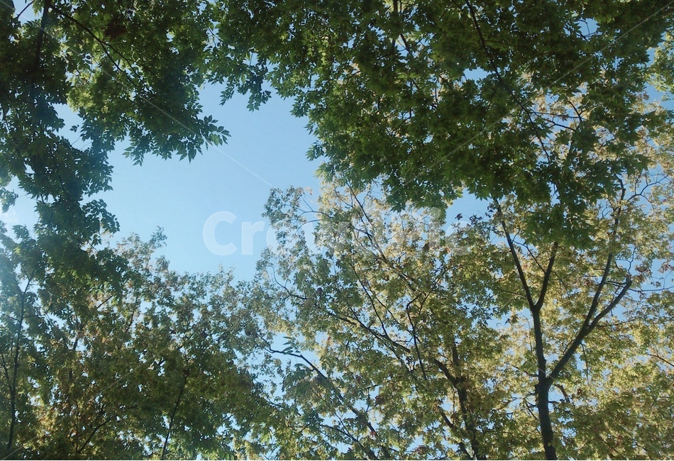 자연,하늘,풍경,나무,하트,하늘하트,사랑,식물,tree,heart