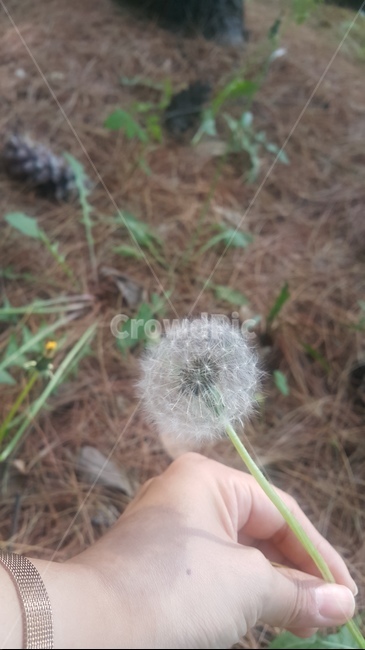 민들레,씨앗,식물,민들레씨,꽃씨,민들레홀씨,봄,계절,season,plants,nature,약용식물,식물,자연,plants,nature,꽃,flower