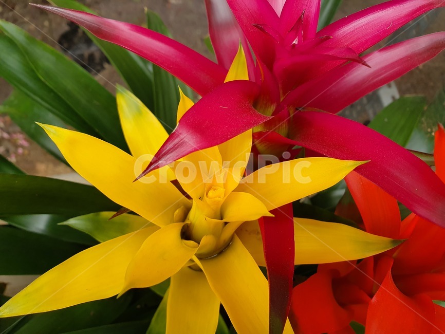plant,식물,꽃,flower,노란색,빨간색,color,beautiful,식물,자연,plants,nature
