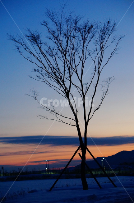 일몰,나무,구름,해,겨울,풍경,겨울,계절,winter,season,식물,자연,plants,nature,나무,trees,wood