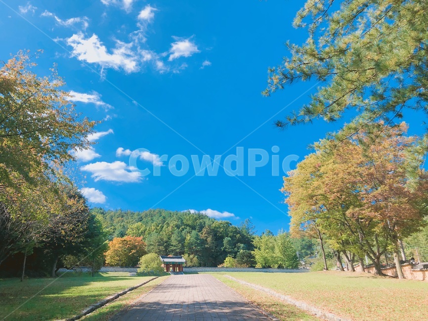 박연사당,하늘,나무,식물,tree