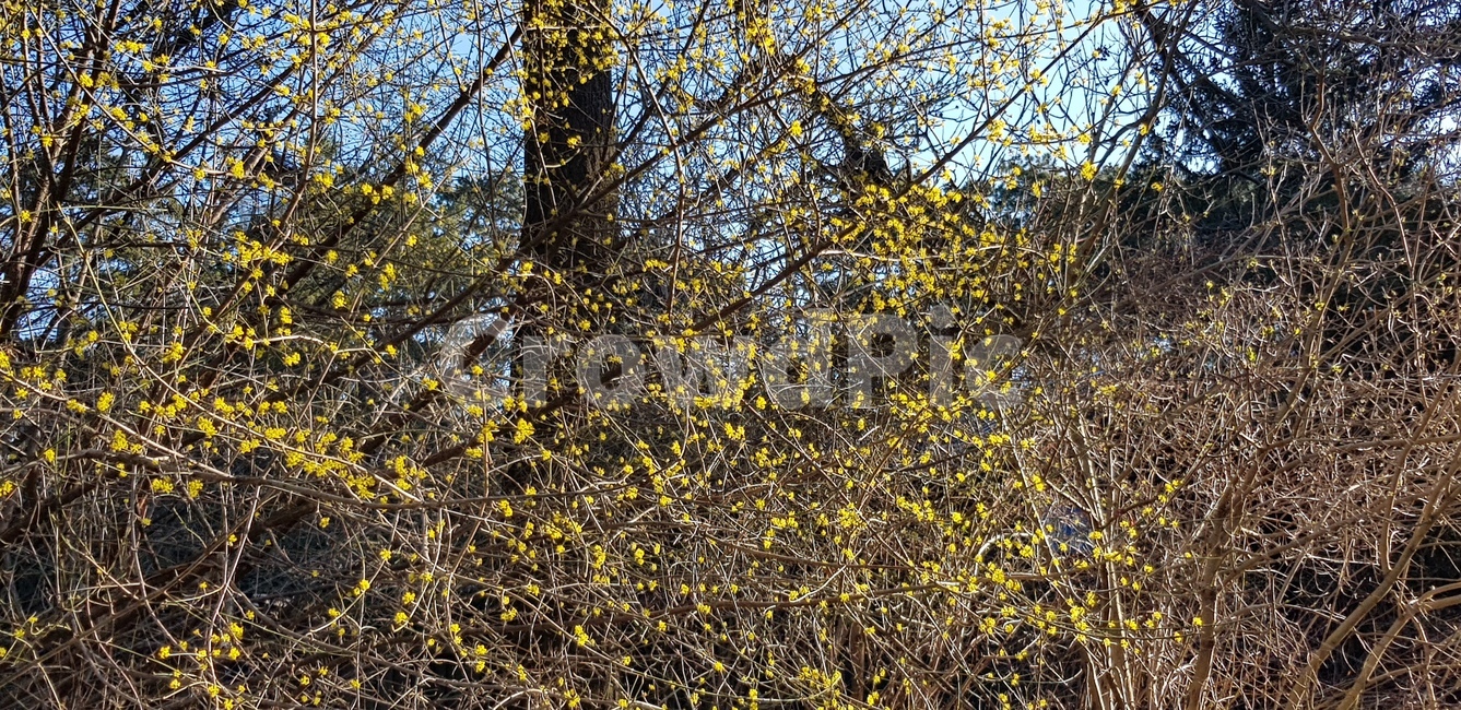 tree,나무,plant,식물,노랑