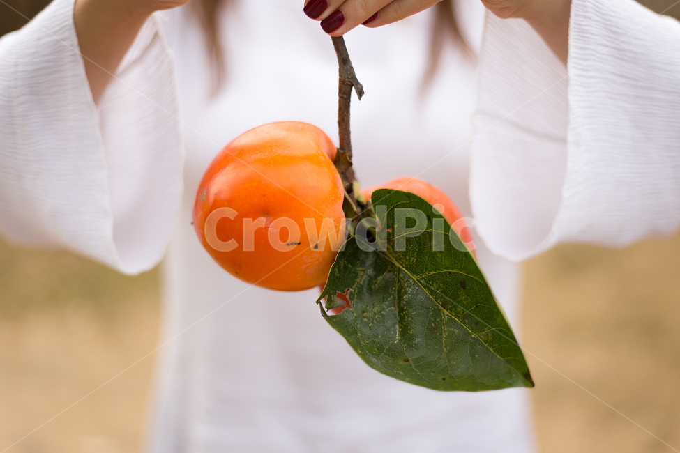 감,시골,야채,과일,채소,수확,단감,열매,가을,계절,fall,autumn,season,과일,열매,fruit,plant,식물,food,음식,persimmon